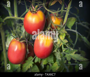 Große reife Tomaten reifen im Garten unter den grünen Blättern. Closeup präsentiert. Stockfoto