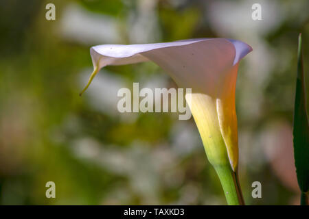 Nahaufnahmen eines arum Lily flower von der Sonne beleuchtet. In den Anden von zentralen Kolumbien erfasst. Stockfoto