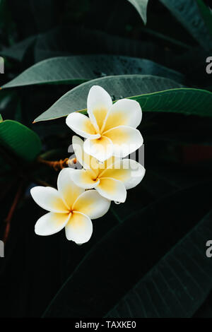 Weiß und Gelb oder Plumeria Frangipani Blume Blumen blühen auf Baum in einem tropischen Regenwald in Bali, Indonesien nach einem Regenschauer. Stockfoto