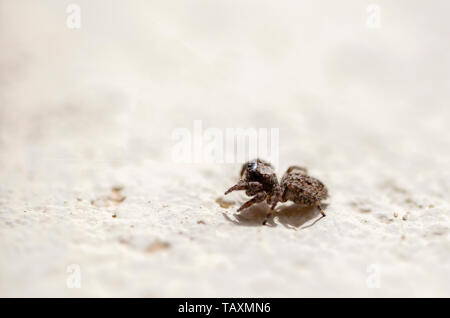 Makrofotografie eines winzigen braunen jumping Spider gehen auf eine Wand. In den Anden von zentralen Kolumbien erfasst. Stockfoto