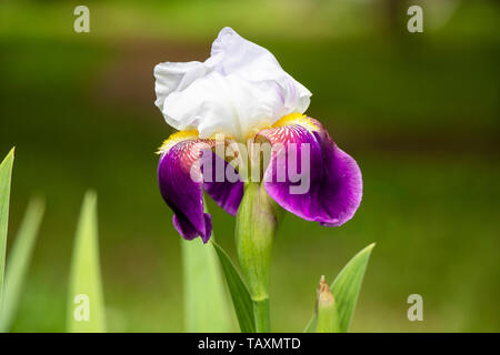 Purple Iris im Park Stockfoto