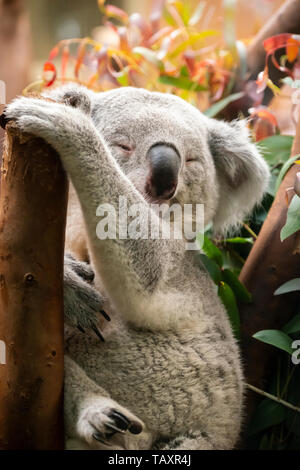 Männliche Koalabär (phascolarctos cinereus) schlafend auf Barsch in Gehäuse im Zoo von Edinburgh, Schottland, Großbritannien Stockfoto