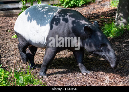 Malayan Tapir (Tapirus indicus) im Zoo von Edinburgh, Schottland, Großbritannien Stockfoto