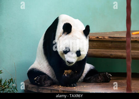 Female Giant Panda Tian Tian oder weetie" im Zoo von Edinburgh, Schottland, Großbritannien Stockfoto