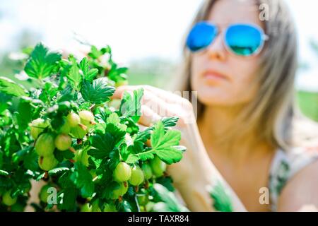 Frau Bauer ist Kontrolle reife Stachelbeere auf Bush im Frühling Stockfoto