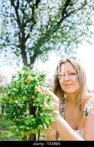 Frau Bauer ist Kontrolle Stachelbeere direkt auf die Bush im Frühling Stockfoto