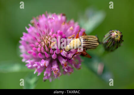 Makrofotografie eines gestreiften Skarabäus Käfer feeeding auf einem rotklee Blume. In den Anden von zentralen Kolumbien erfasst. Stockfoto