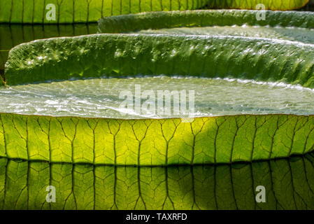 Santa Cruz Seerose/Wasser platter/yrupe (Victoria cruziana) riesige schwimmende Blätter, aus Südamerika Stockfoto