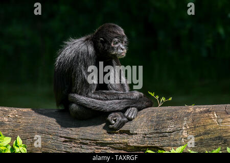 Kolumbianische spider Monkey (Ateles fusciceps rufiventris) Native zu Kolumbien und Panama Stockfoto