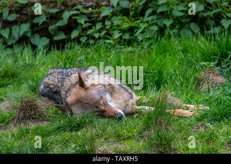 Vergiftet Europäischen grauen Wolf/grauer Wolf (Canis lupus) tot in der Wiese/Gräser Stockfoto
