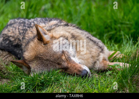 Vergiftet Europäischen grauen Wolf/grauer Wolf (Canis lupus) tot in der Wiese/Gräser Stockfoto