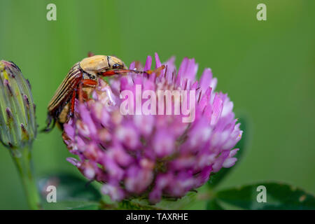 Makrofotografie eines gestreiften Skarabäus Käfer feeeding auf einem rotklee Blume. In den Anden von zentralen Kolumbien erfasst. Stockfoto