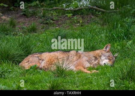 Europäischen grauen Wolf/grauer Wolf (Canis lupus) schlafend im Grünland/Wiese Stockfoto