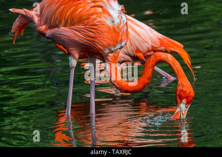 Amerikanische Flamingo/kubanischen Flamingo/Karibik Flamingo (Phoenicopterus ruber) Futter im Teich Stockfoto