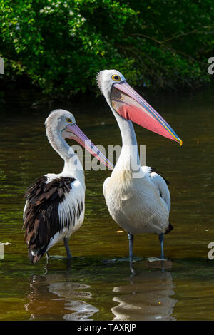 Zwei australische Pelikanen (Pelecanus conspicillatus) im seichten Wasser im Teich ruhen, in Australien und Neuguinea Stockfoto