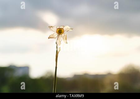 Einzelne Blume verwelkt weiße Narzisse, dramatische Abend Sonnenuntergang Himmel mit Wolken. Stockfoto