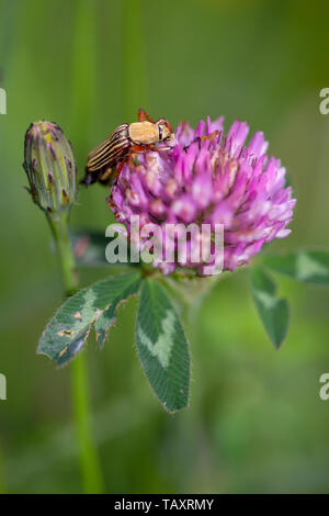 Makrofotografie eines gestreiften Skarabäus Käfer feeeding auf einem rotklee Blume. In den Anden von zentralen Kolumbien erfasst. Stockfoto