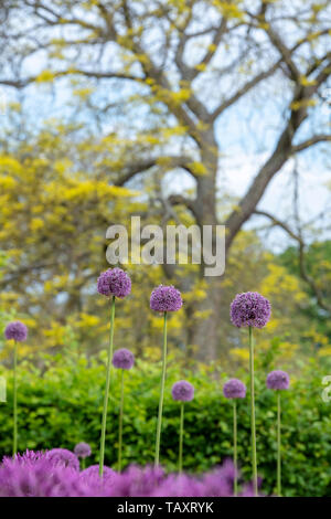 Allium altissimum 'Blumen Goliath' in einem Garten. Zierpflanzen Zwiebel Blumen an RHS Wisley Gardens, Surrey, England Stockfoto