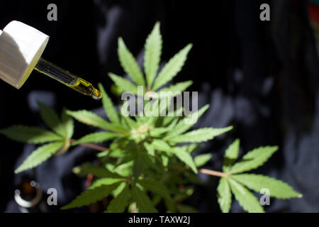 Weiblichen Cannabispflanze mit CBD cannabis Öl dropper mit Heilwasser grade Marihuana Stockfoto