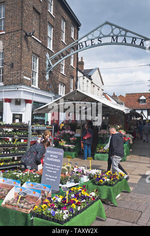 dh Shambles Market YORK NORTH YORKSHIRE Blumenmärkte zeigen England uk Stand Stockfoto