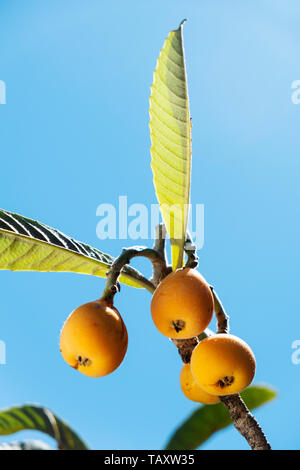 Nahaufnahme von einigen reifen Mispeln hängen von einer Niederlassung eines loquat Baum, gegen den blauen Himmel Stockfoto