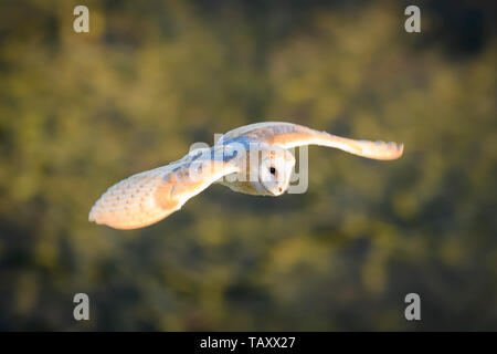 Wild Schleiereule (Tyto alba) flying low (Flügel ausgestreckt), Jagd Lebensraum, Federn beleuchtet am Abend Sonnenlicht - Baildon, West Yorkshire, England, Großbritannien Stockfoto