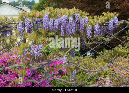 Wisteria Pflanze, die am Zaun entlang eines Gartens Stockfoto