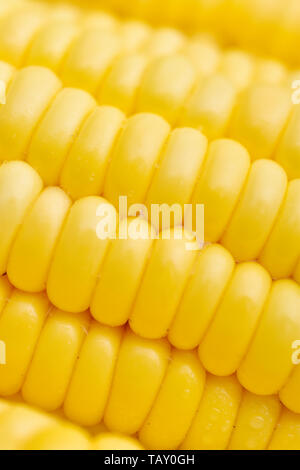 Eine Nahaufnahme von einem frischen Maiskolben, Makro Stockfoto