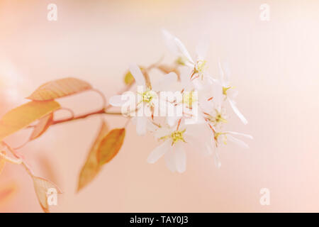 Schöne Makro des kleinen weißen wilden Blumen am Baum Busch Zweige gegen Rot Rosa Hintergrund. Bleiches Licht verblasst Pastelltöne. Erstaunlich Frühling Natur. N Stockfoto