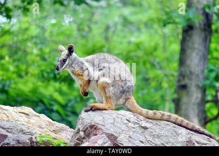 Kangaroo Petrogale Xanthopus sitzt auf Felsen Stockfoto