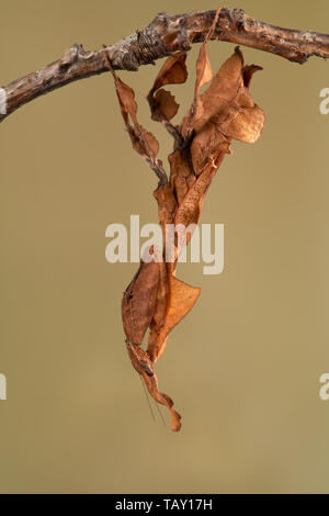 Ghost Mantis (phyllocrania Paradoxa), Blatt wie Camouflage Stockfoto