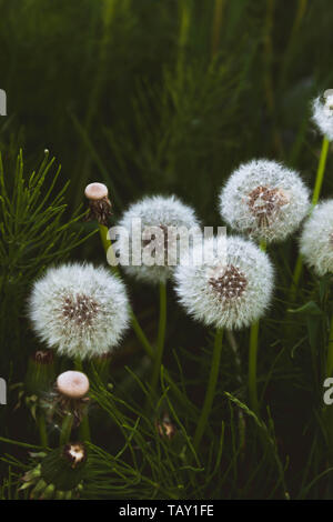 Löwenzahn Samen Köpfe auf ein dunkles Grün bokeh Hintergrund. Stockfoto