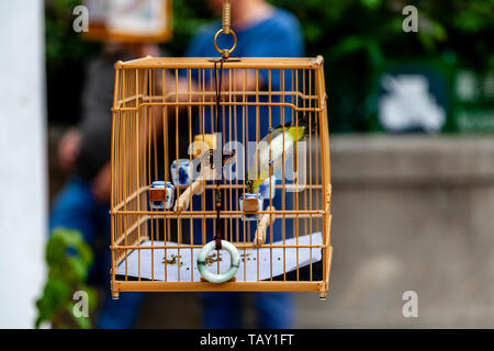 Vögel in Käfigen, Yuen Po Street Bird Garden, Hongkong, China Stockfoto