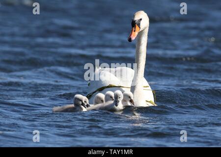 Ein höckerschwan Cygnus olor mit Cygnets schwimmen in einem See im Frühjahr Stockfoto