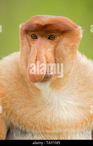 Proboscis Affen (Nasalis larvatus) oder Spitzzange Affe, als bekantan in Indonesien bekannt. In Borneo genommen Stockfoto