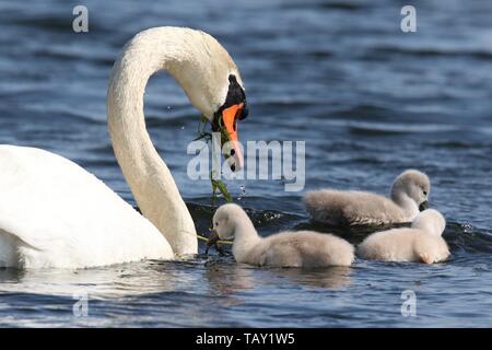 Ein höckerschwan Cygnus olor mit Cygnets schwimmen in einem See im Frühjahr die übergeordnete Swan ist die Fütterung der Cygnets Stockfoto