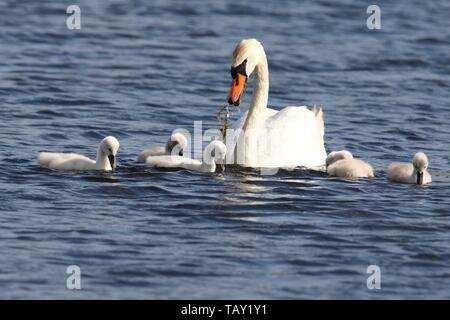 Ein höckerschwan Cygnus olor mit Cygnets schwimmen in einem See im Frühjahr die übergeordnete Swan ist die Fütterung der Cygnets Stockfoto