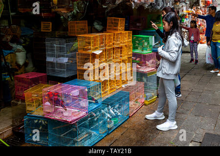 Die Menschen vor Ort auf die Singvögel in der Yuen Po Street Bird Garden, Hongkong, China Stockfoto