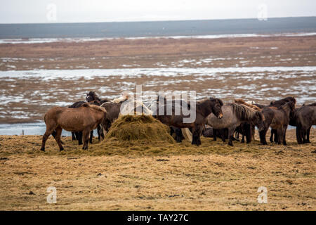 Eine Herde Islandpferde Essen auf Wiese in Island Stockfoto
