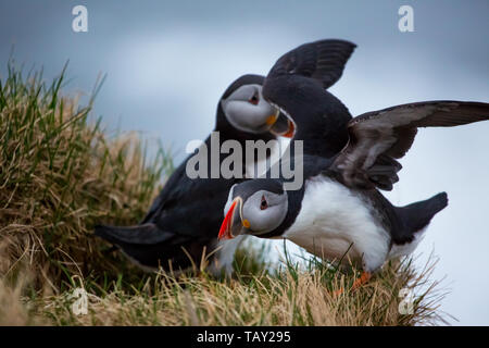 Puffin Paar auf einem Felsvorsprung in Island, vor der Brutzeit Stockfoto