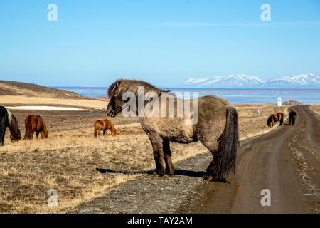 Gemütliche Islandpferd auf der Straße vor der Schönen isländische Landschaft Stockfoto