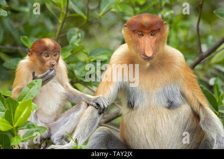 Proboscis Affen (Nasalis larvatus) oder Spitzzange Affe, als bekantan in Indonesien bekannt. In Borneo genommen Stockfoto