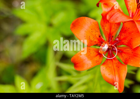 Hochzeit Ringe liegend auf orange Lilie auf grüne Natur Hintergrund. Gold Hochzeit Ringe mit einer Lilie Blumen. Hochzeit Karte mit Platz für Ihren Text. Hochzeit Stockfoto