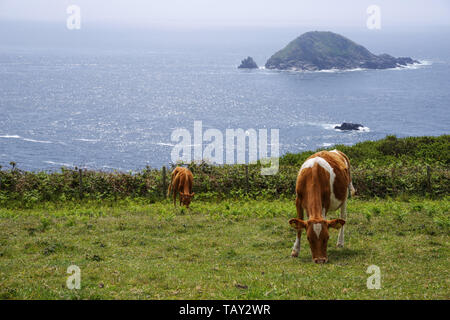 Guernsey rinder weiden auf Sark, Guernsey, Channel Islands, Großbritannien Stockfoto