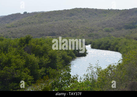 Mangroven in Gibara Bay, südlichen Kuba Stockfoto