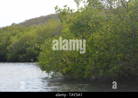 Mangroven in Gibara Bay, südlichen Kuba Stockfoto