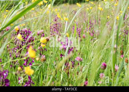 Markante Anacamptis laxiflora (Lose-blühenden Orchidee) Blüte im Les Vicheries orchid Felder in Guernsey, Channel Islands Stockfoto