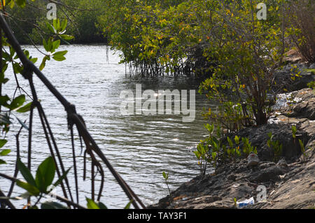 Mangroven in Gibara Bay, südlichen Kuba Stockfoto