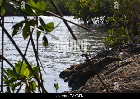 Mangroven in Gibara Bay, südlichen Kuba Stockfoto