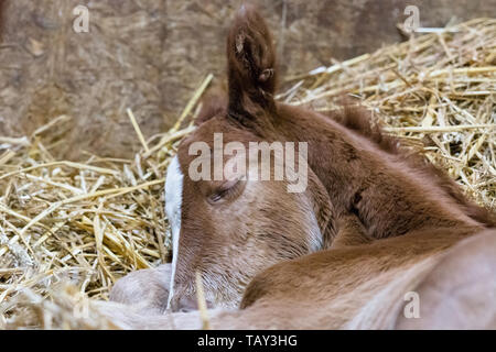 Neu geborene Fohlen Stockfoto